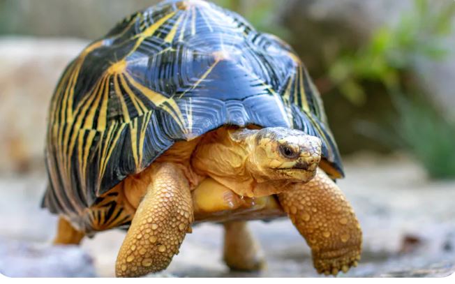 दुर्लभ प्रजातिका दुई वटा कछुवाको उद्धार