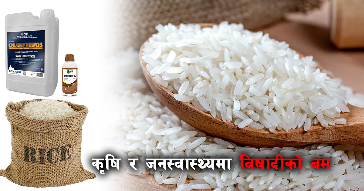 चामलमा ‘क्लोर्पाइरिफोस’ विषको मात्रा अत्यधिक, जनस्वास्थ्यमा गम्भीर खेलबाड